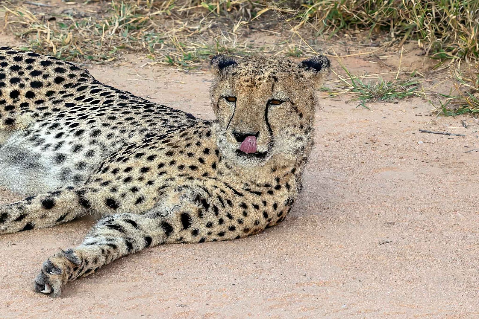 cheetah