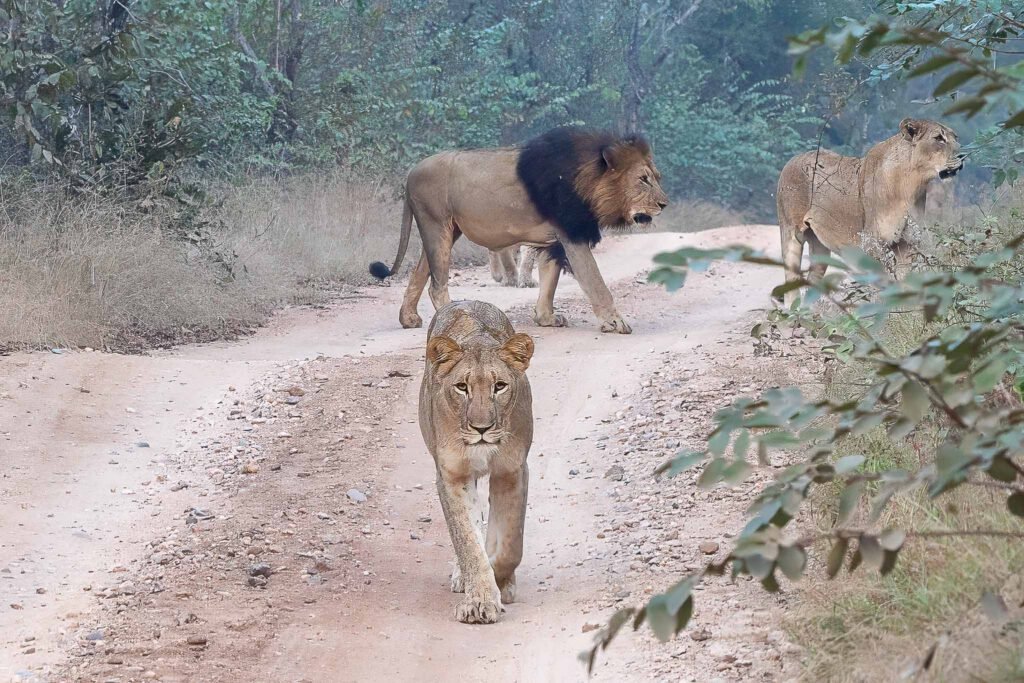 Lions