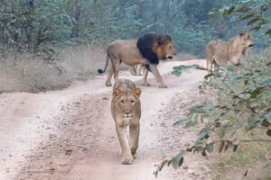 Lions