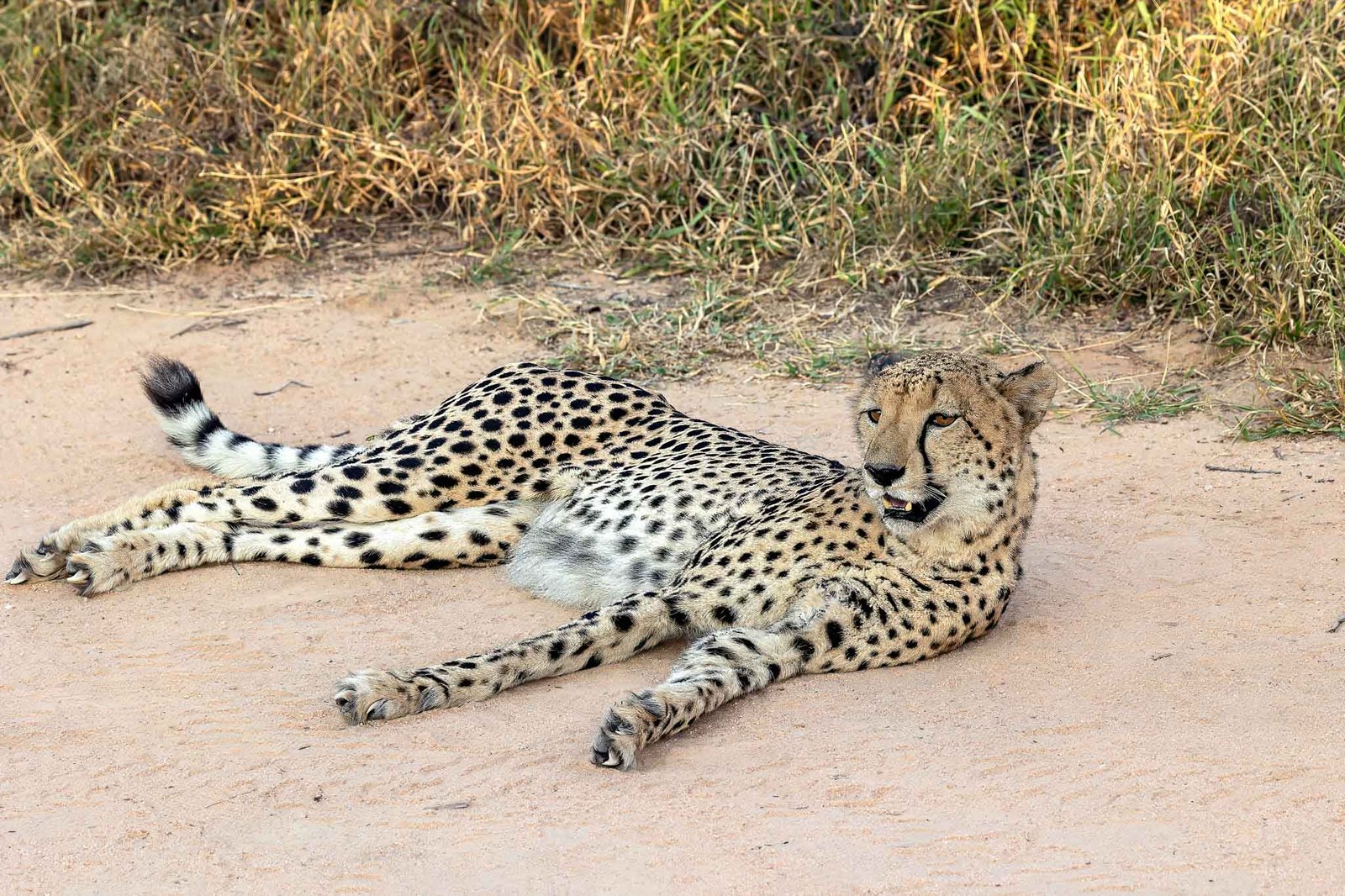 cheetah