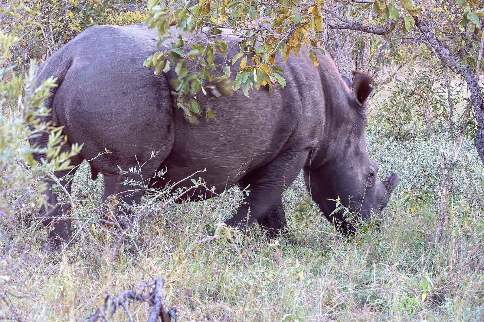 Rhino