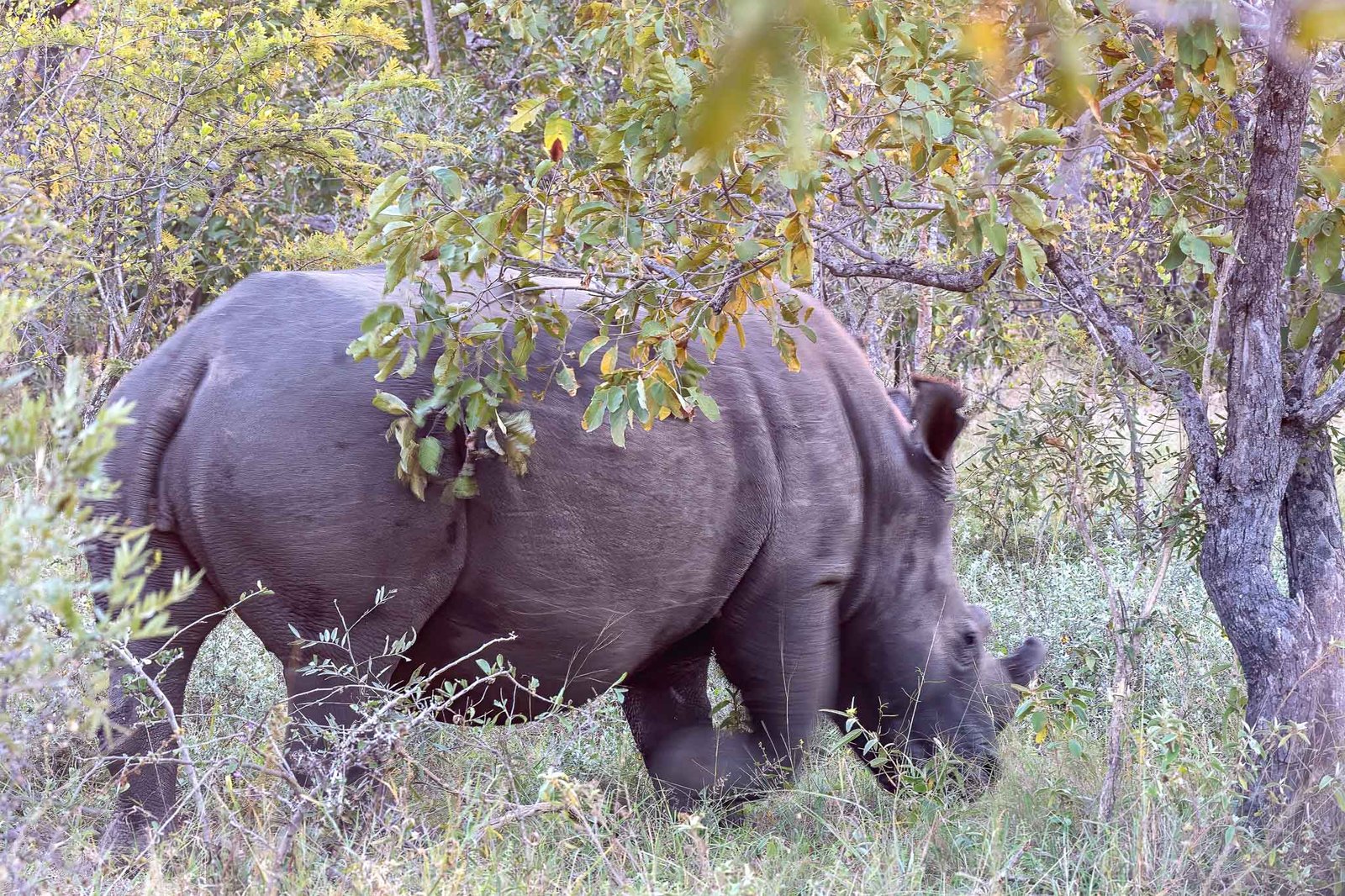 Rhino
