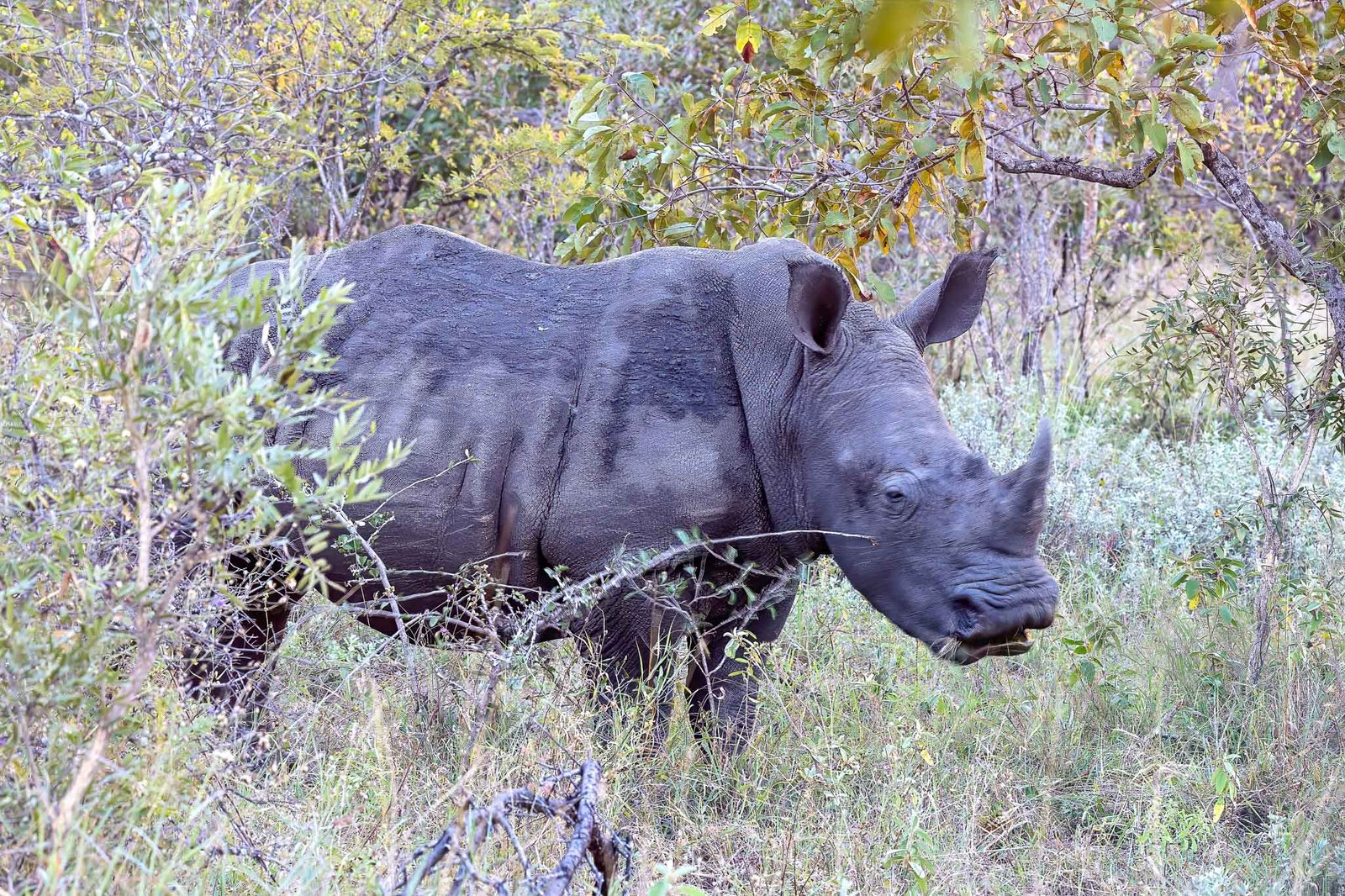 Rhino