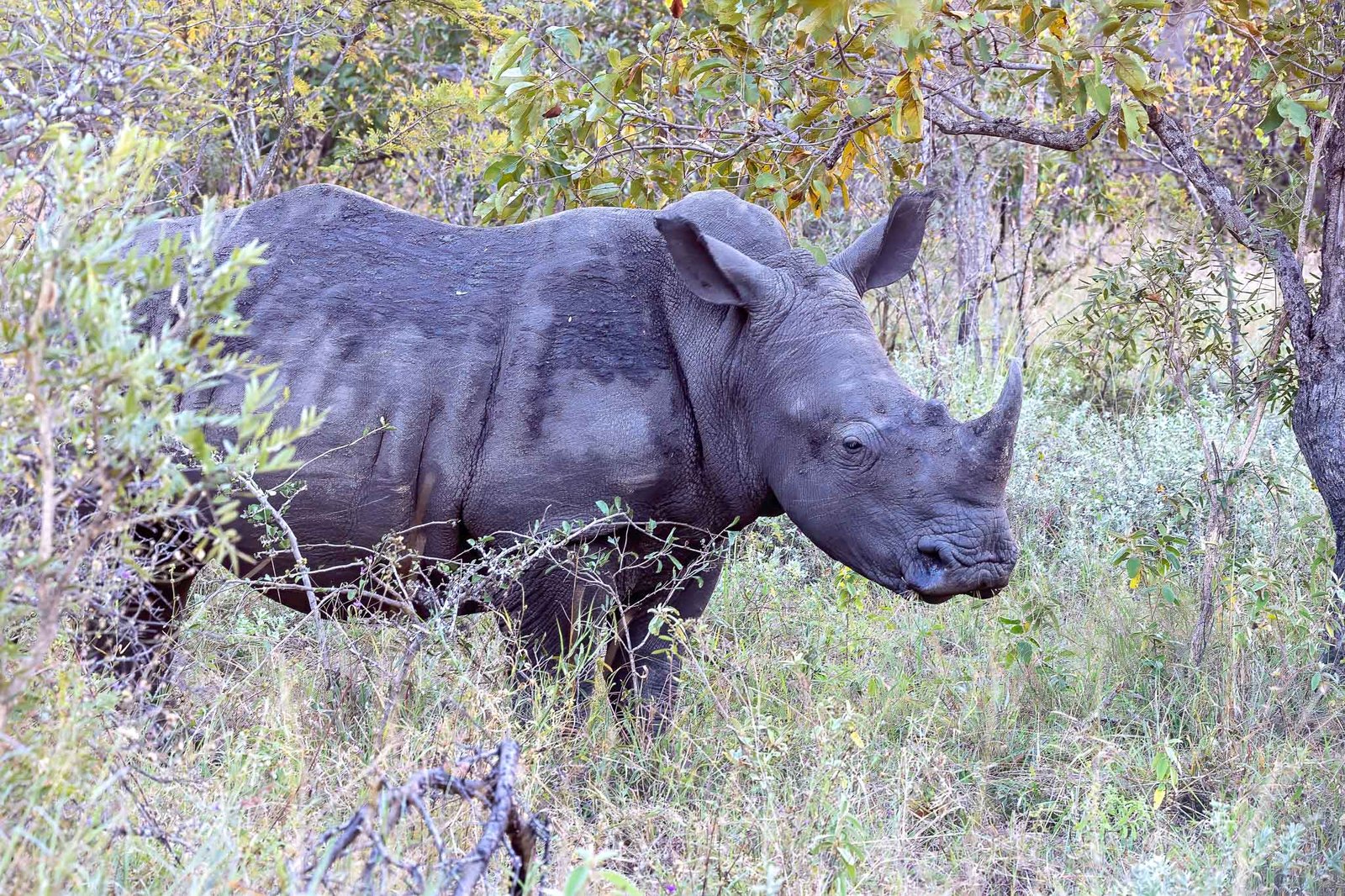 Rhino