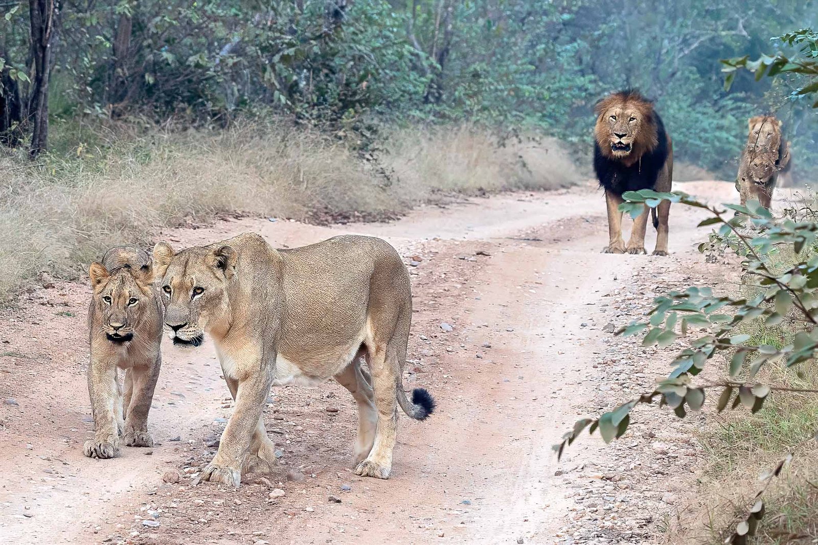 Lions