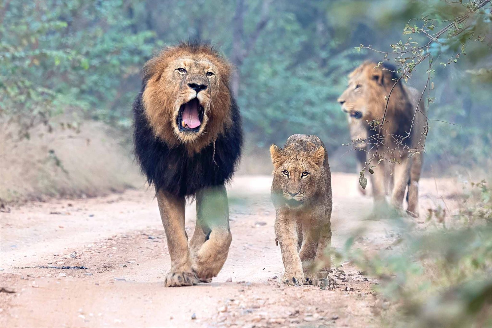 Lions