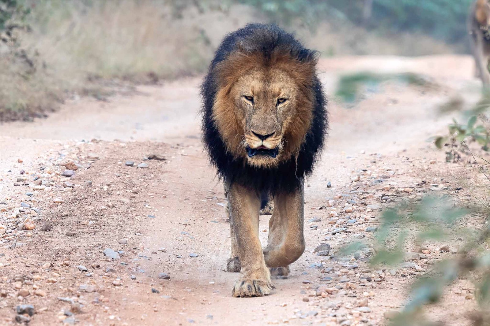 Lions