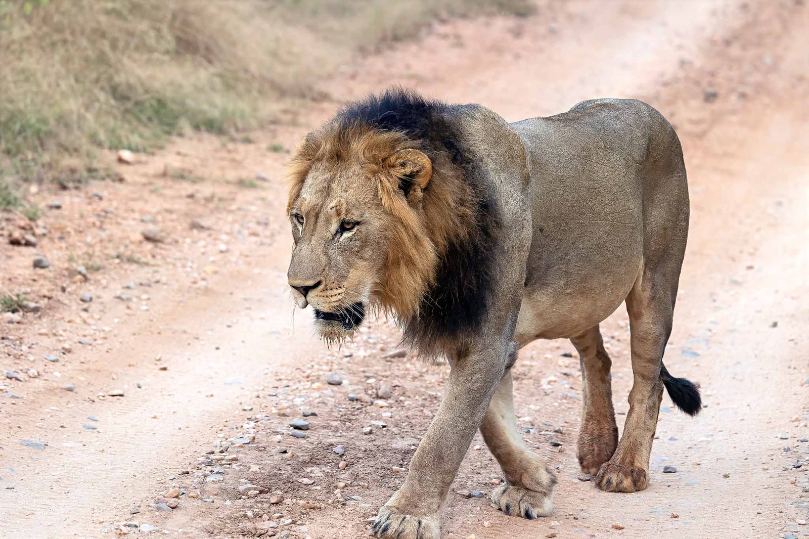 Lions