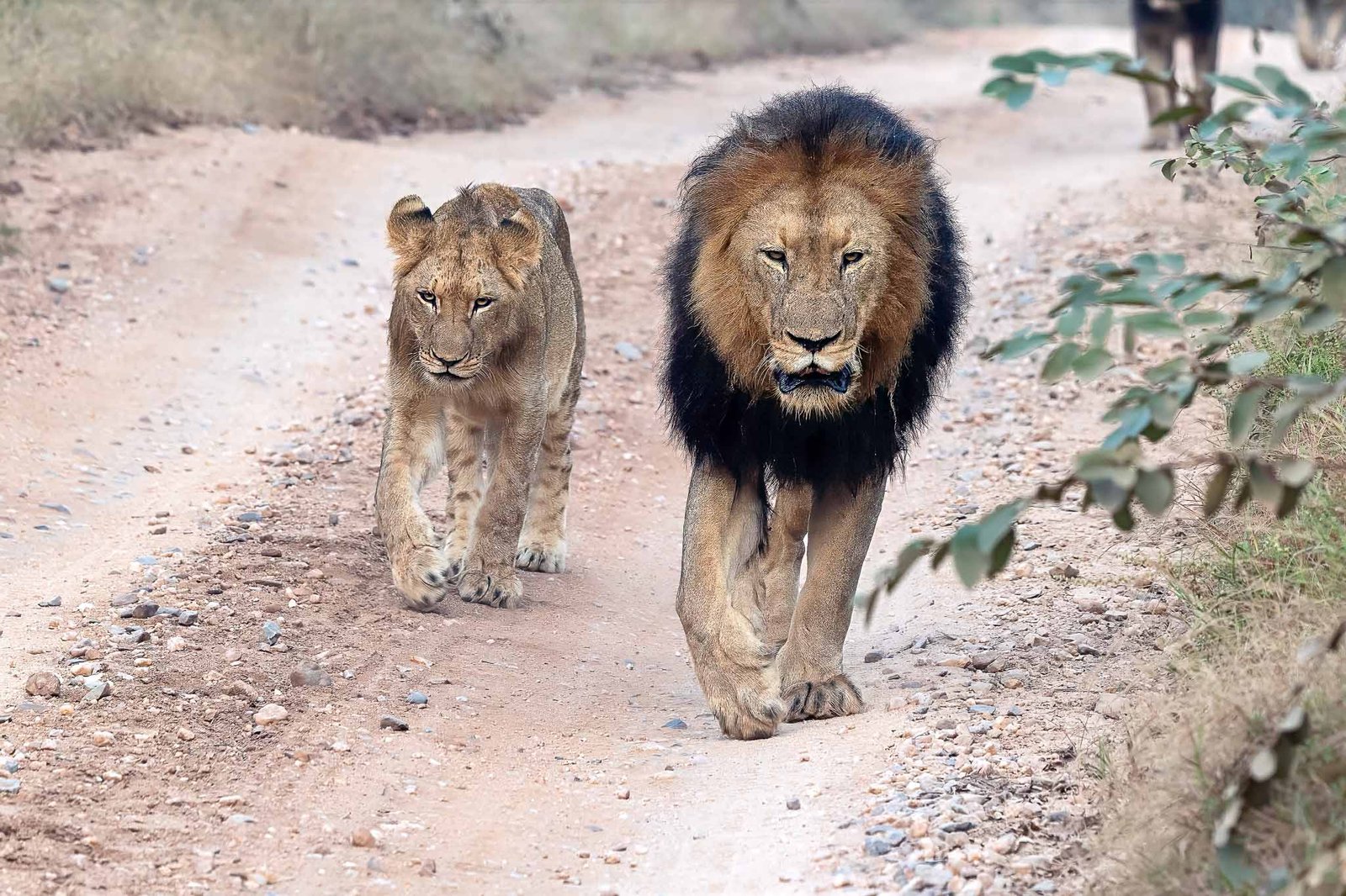 Lions