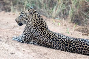 Leopard