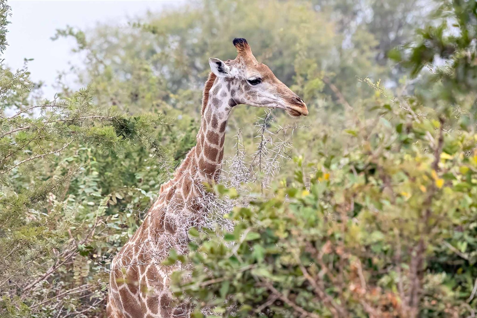 Giraffe
