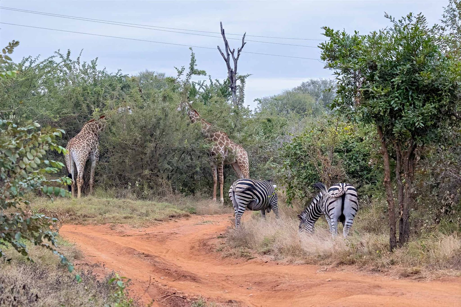 Giraffe and Zebra
