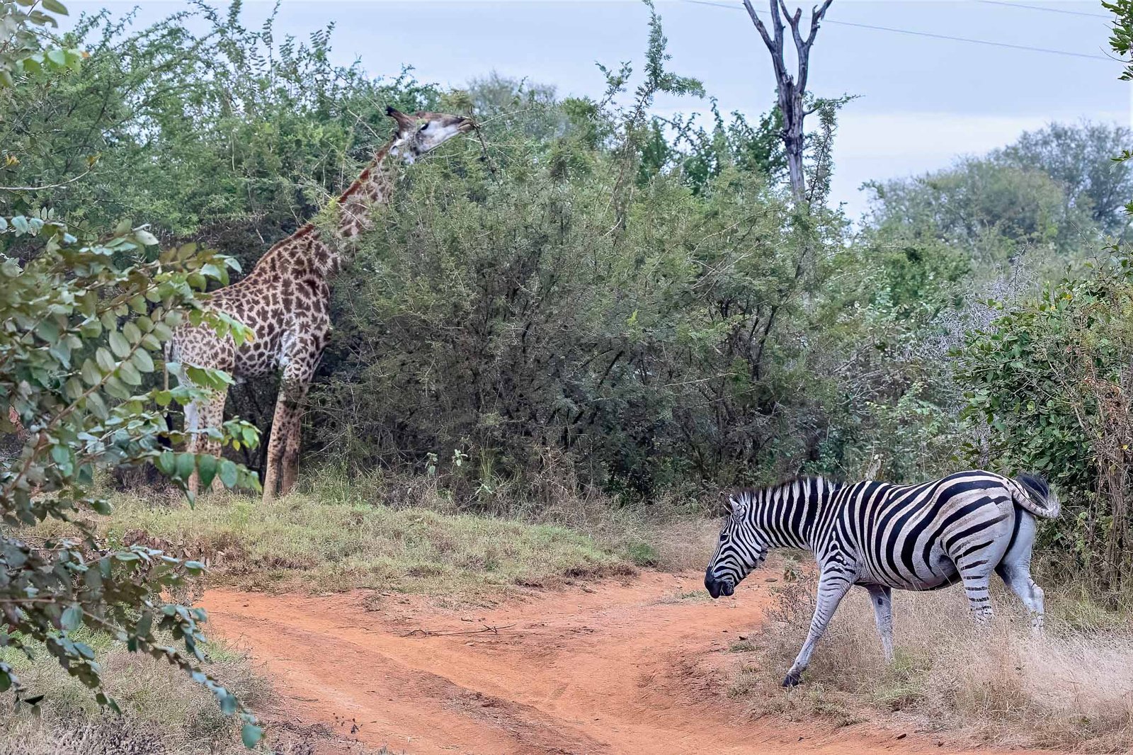 Giraffe and Zebra