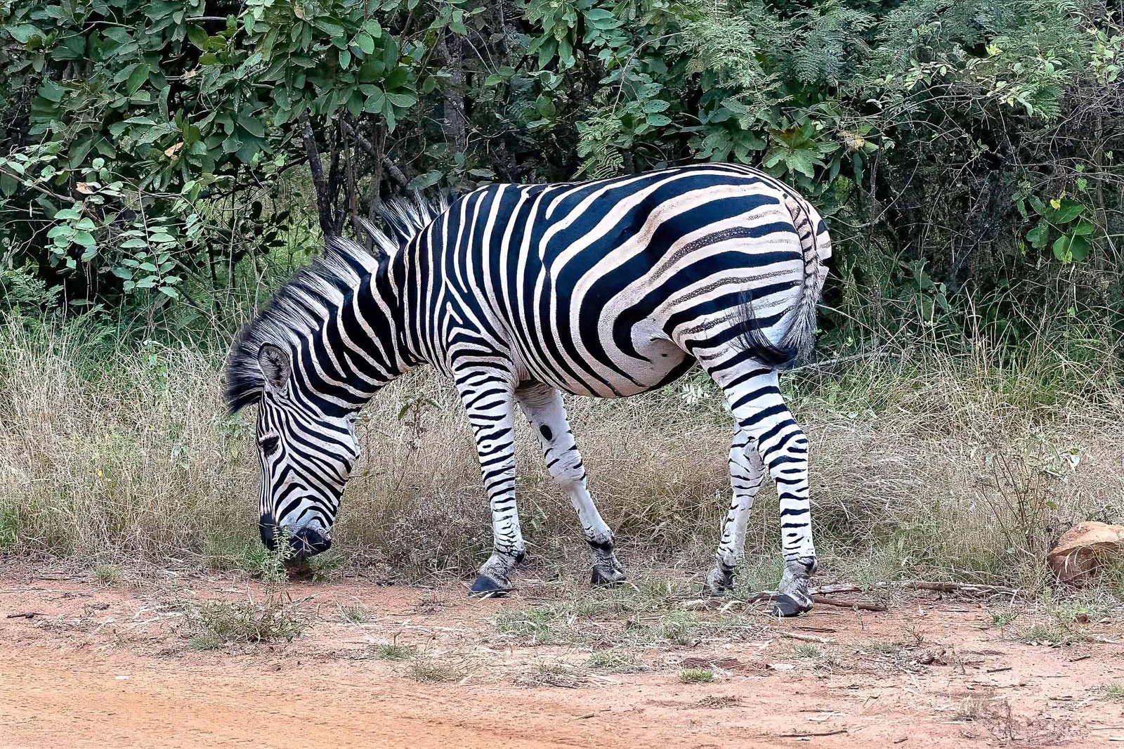 Zebra