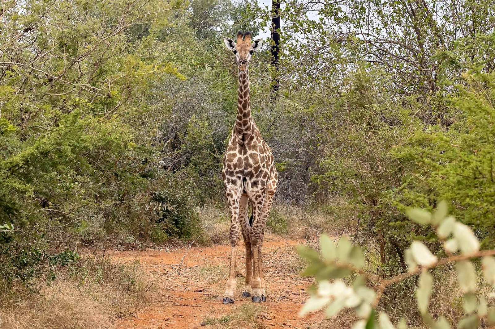 Giraffe