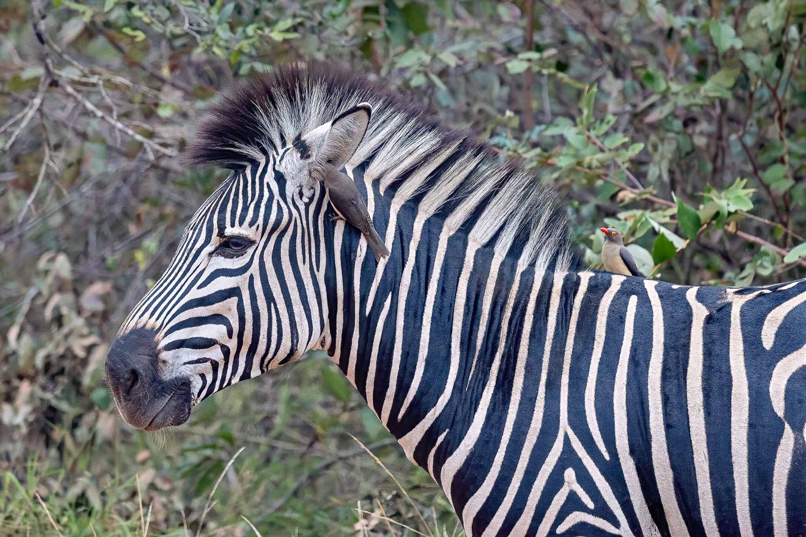 Zebra with a bird cleaning his ear