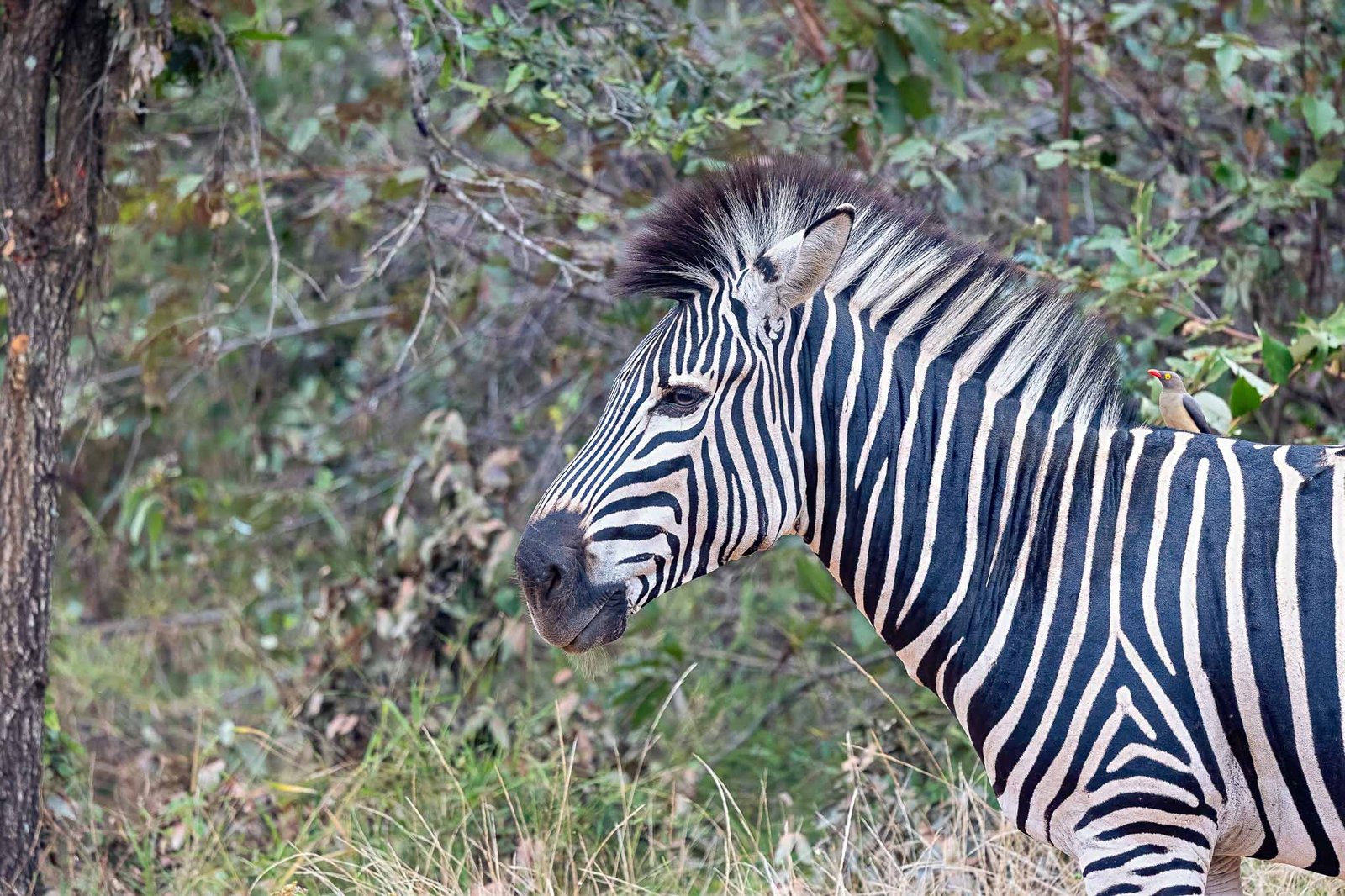 Zebra
