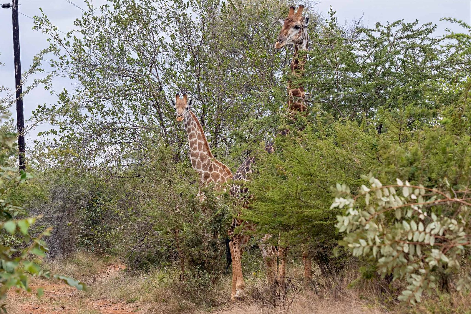 Giraffe