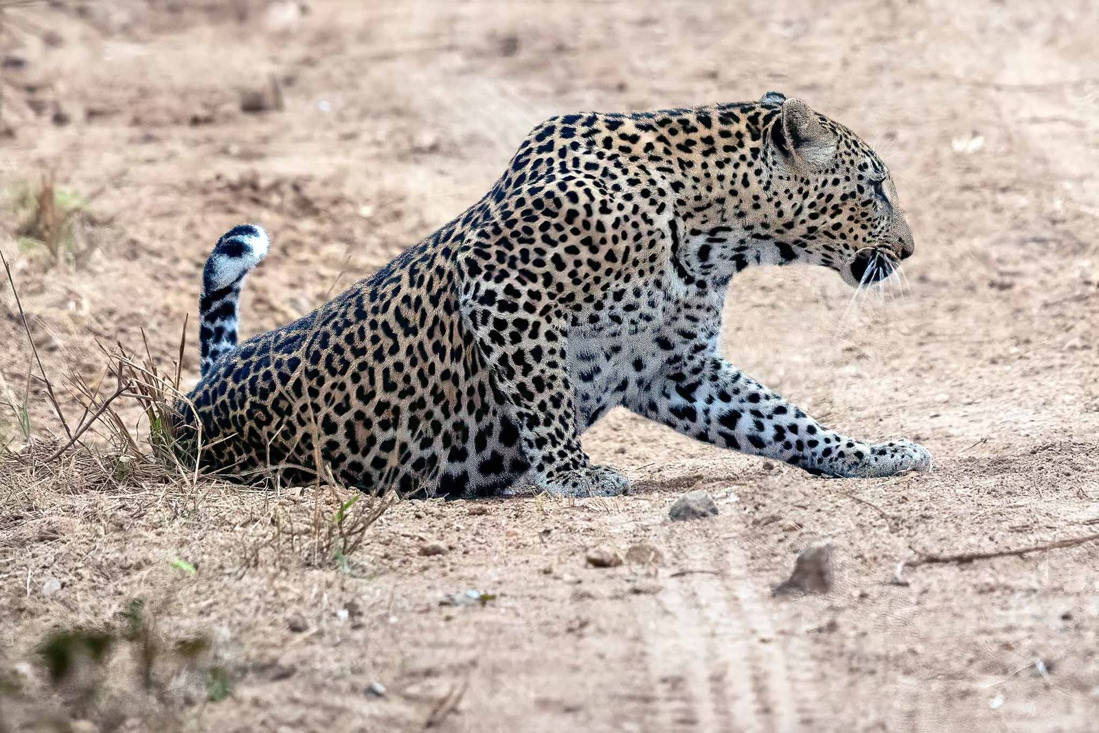Leopard