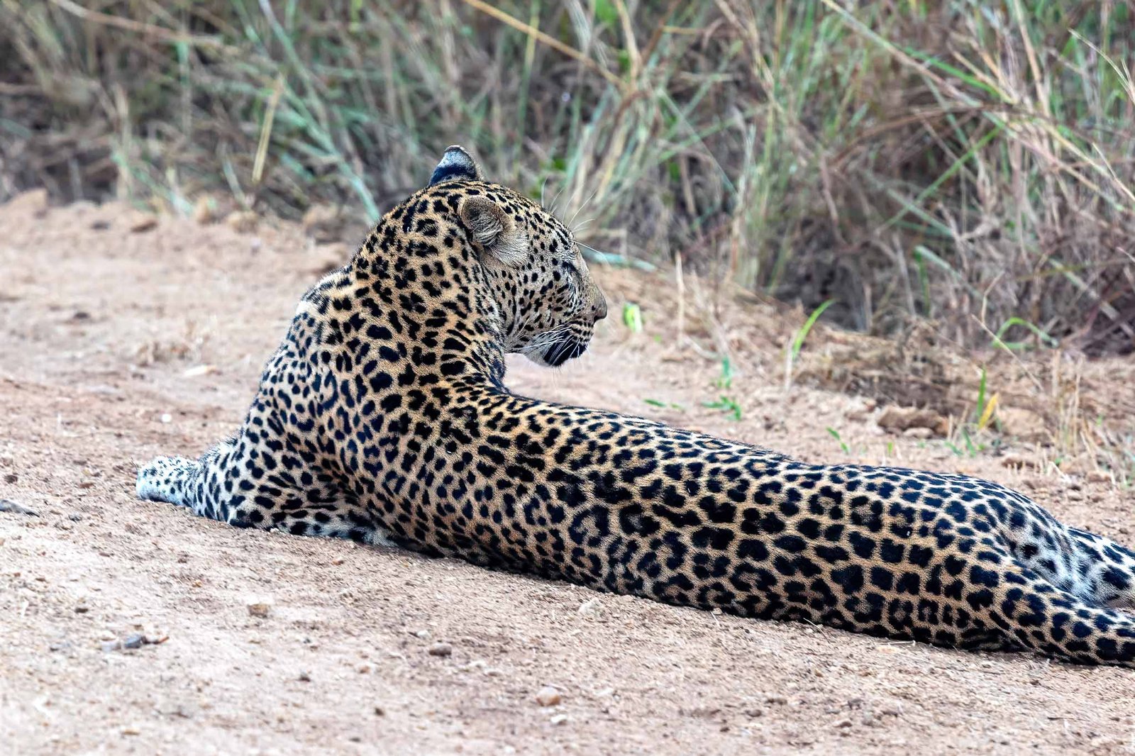 Leopard