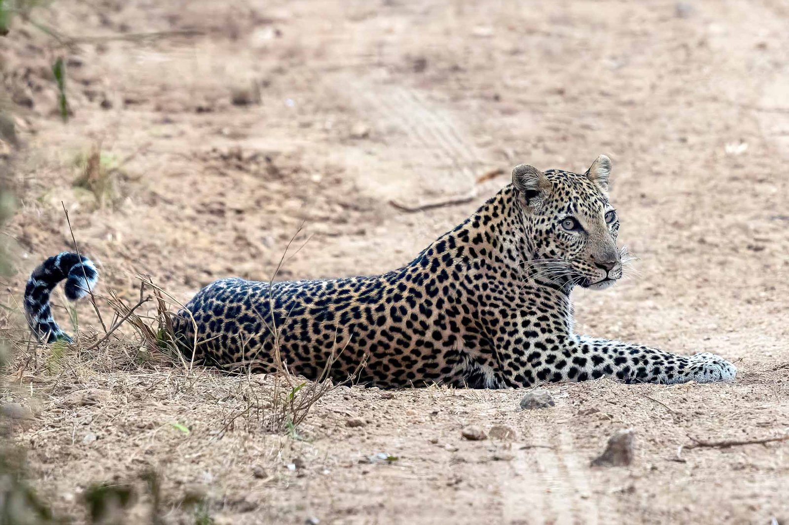 Leopard