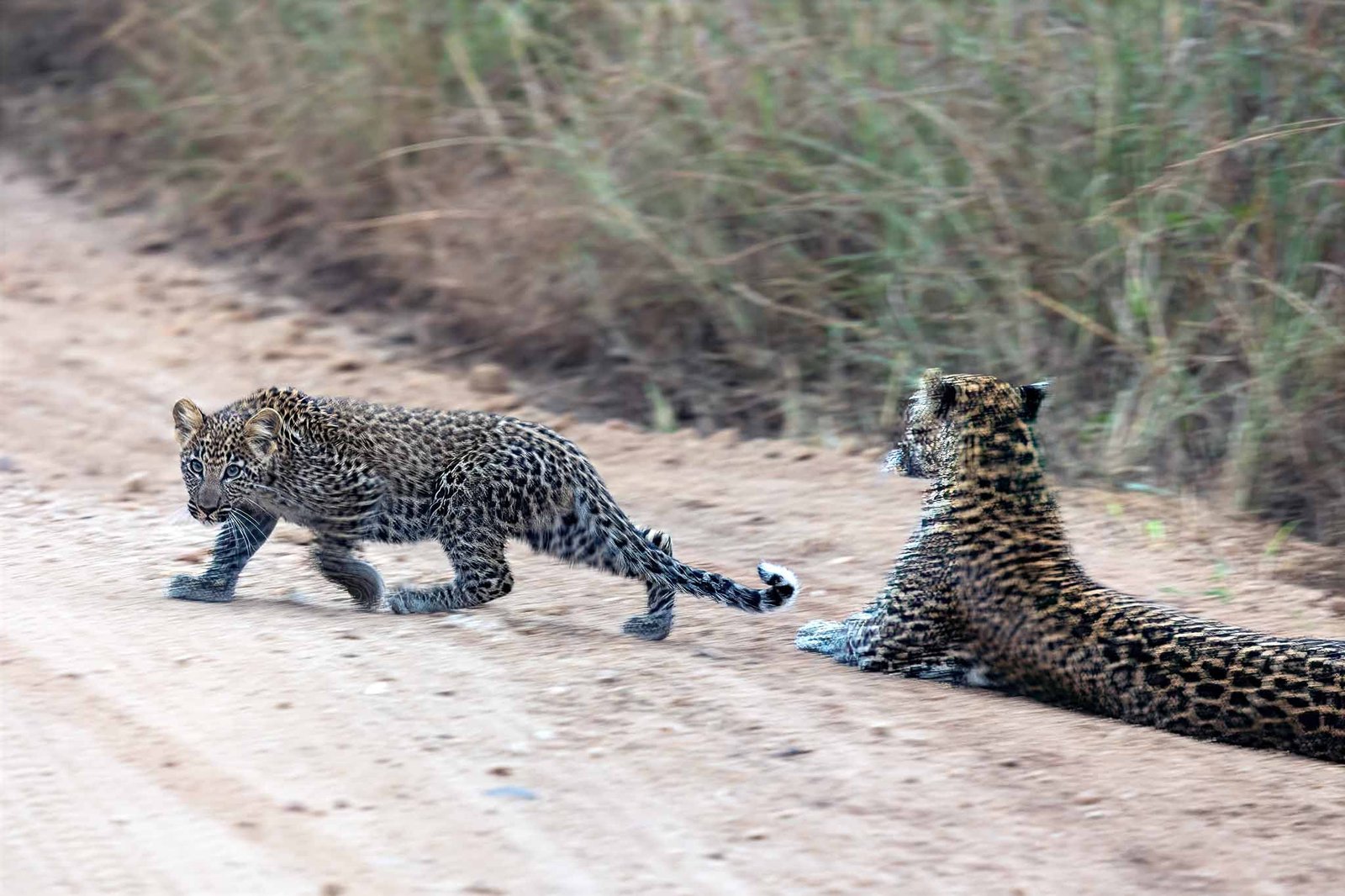 Baby Leopard
