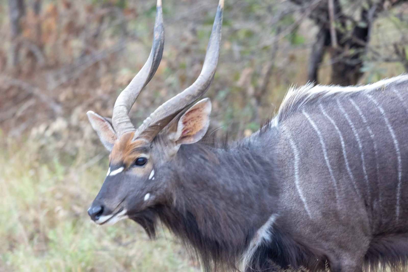 Male Nyala