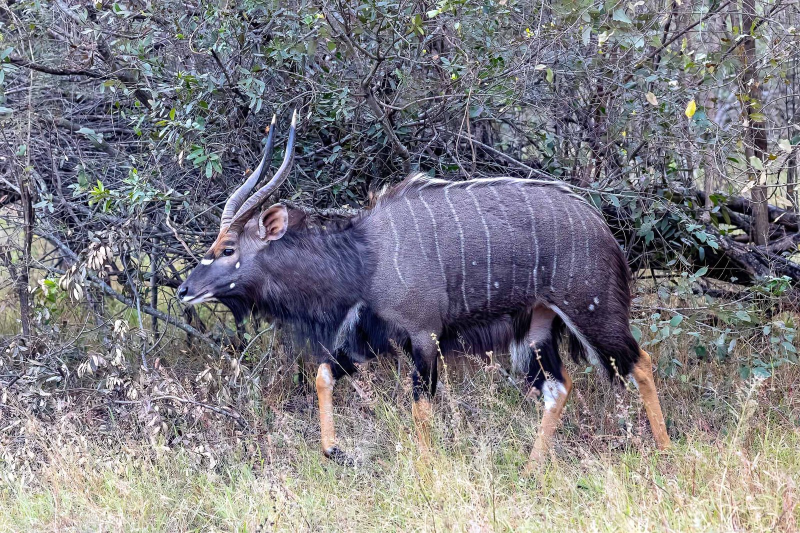 Male Nyala