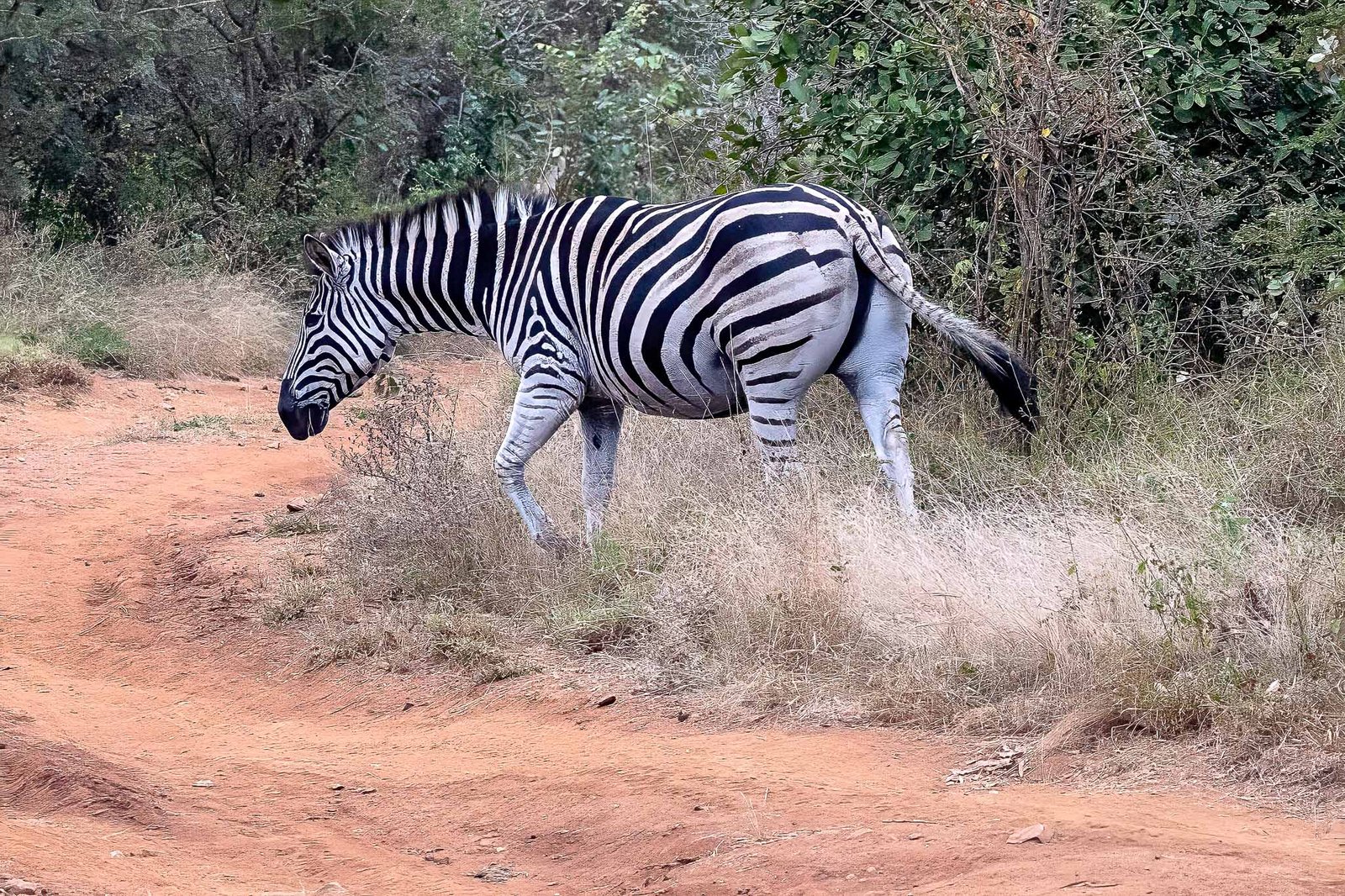 Zebra