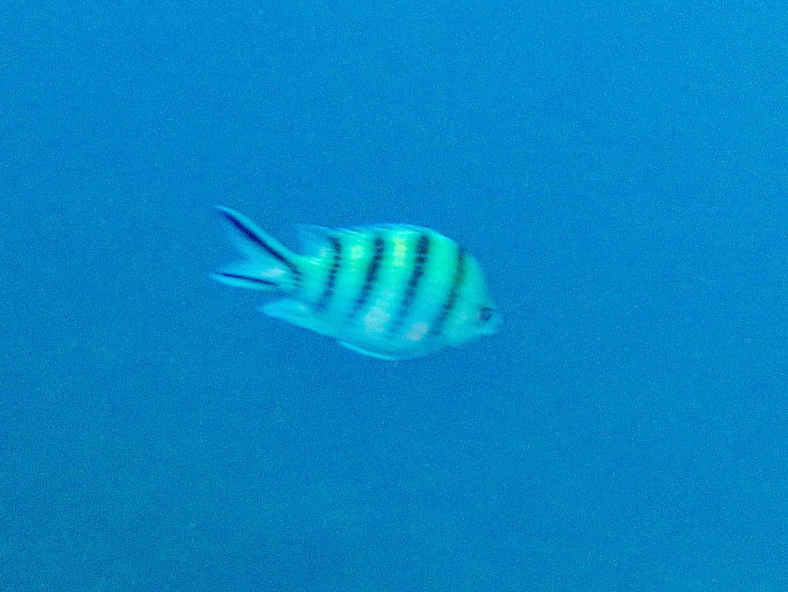 views while snorkeling