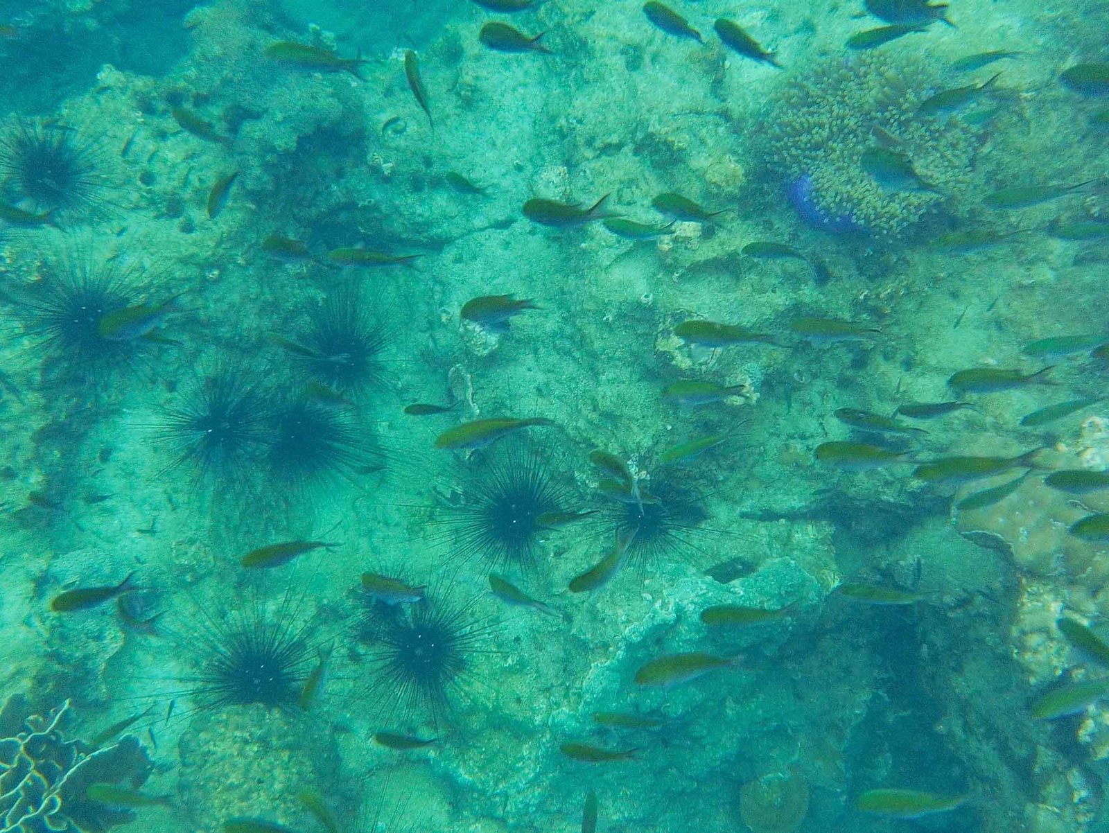 views while snorkeling