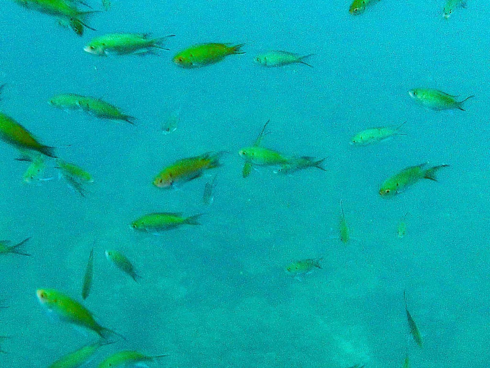 views while snorkeling