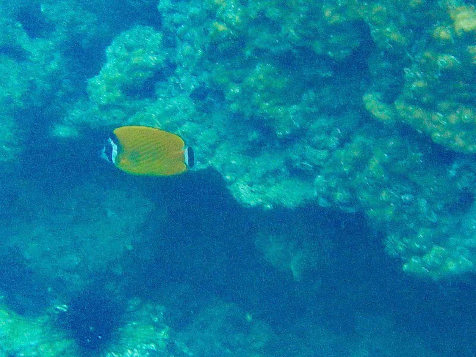 views while snorkeling