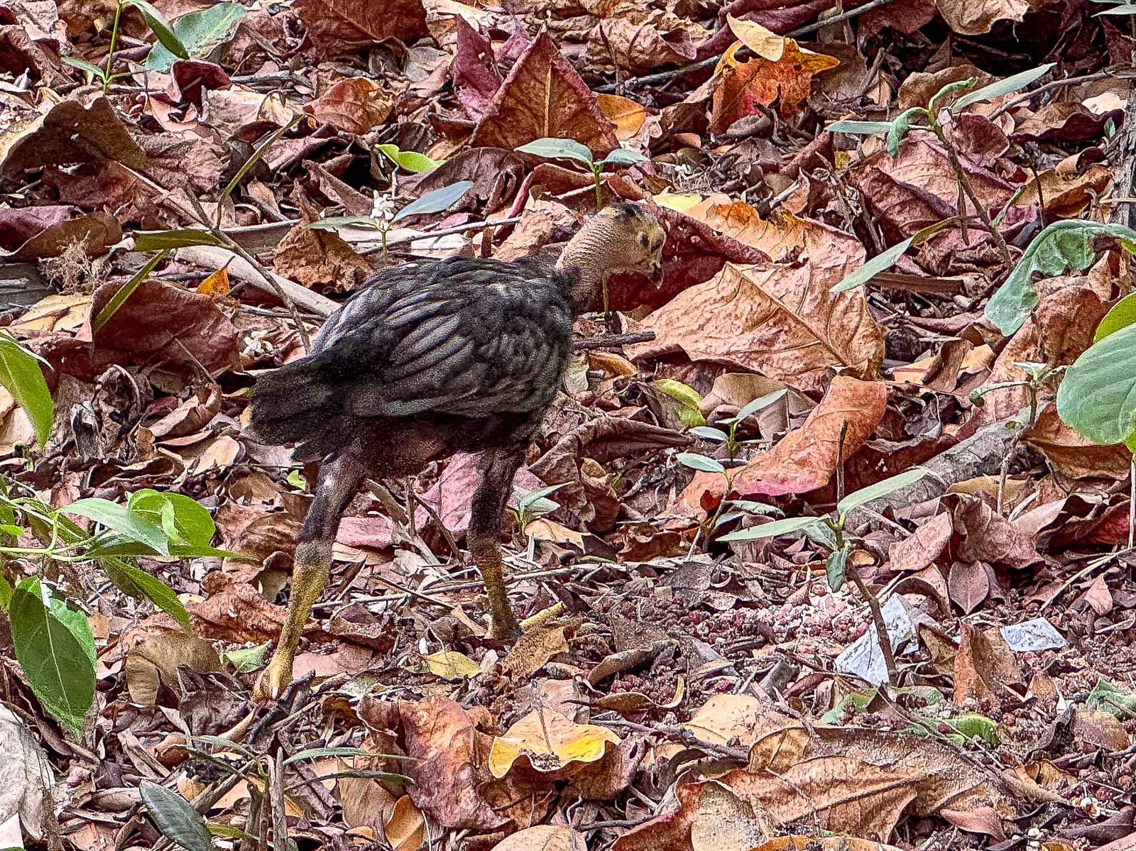 Juvenile Red Junglefowl