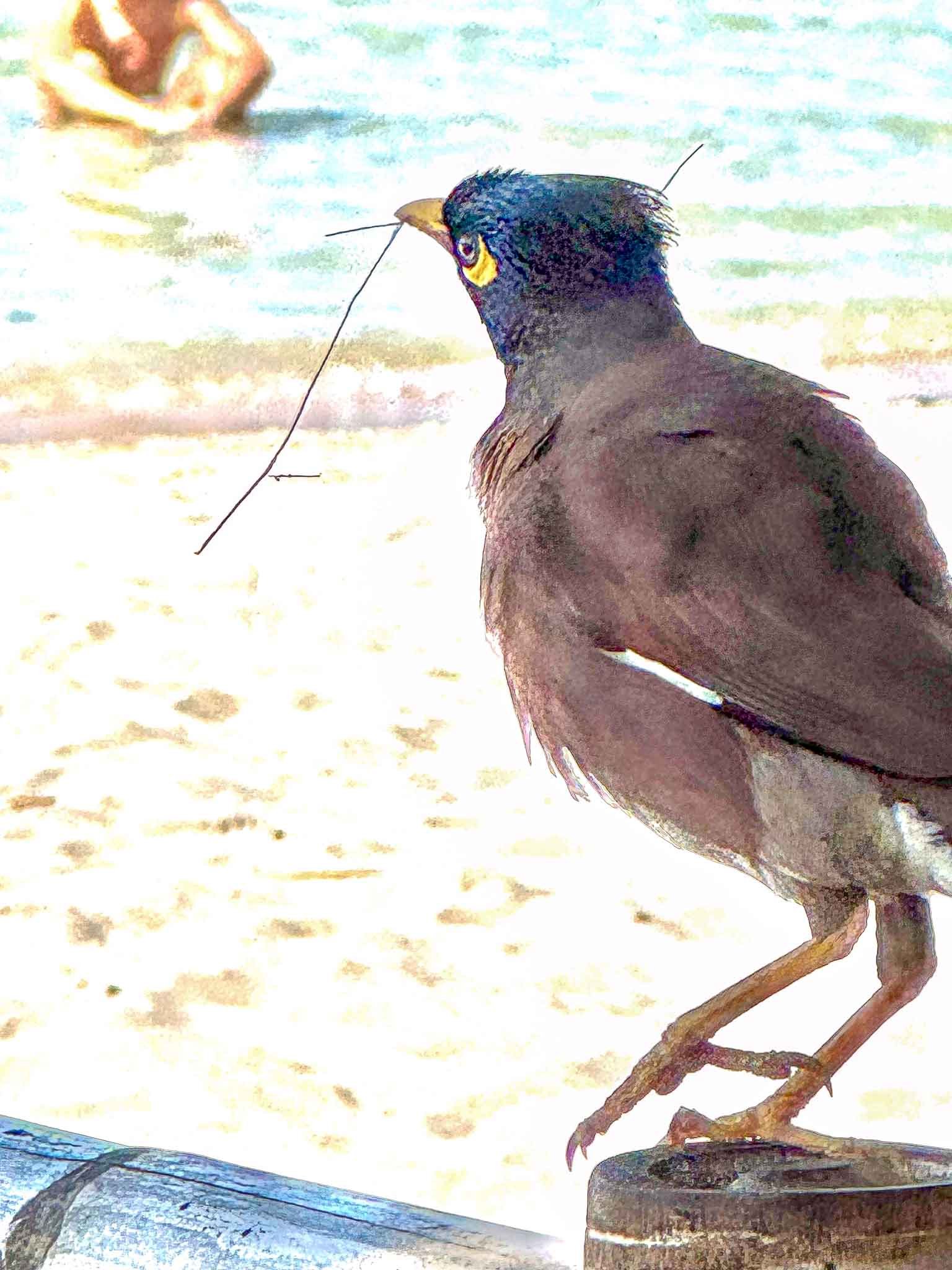 Common Myna who came to see us at lunch