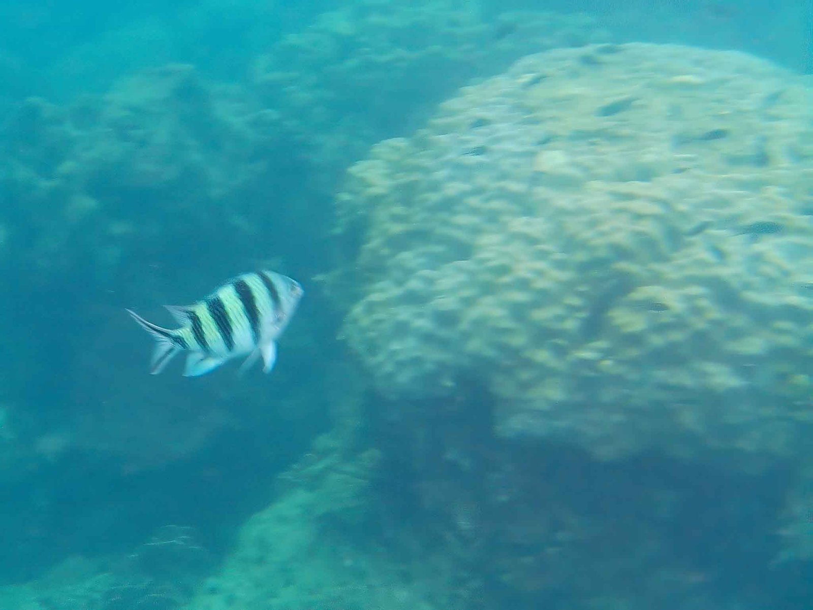 views while snorkeling