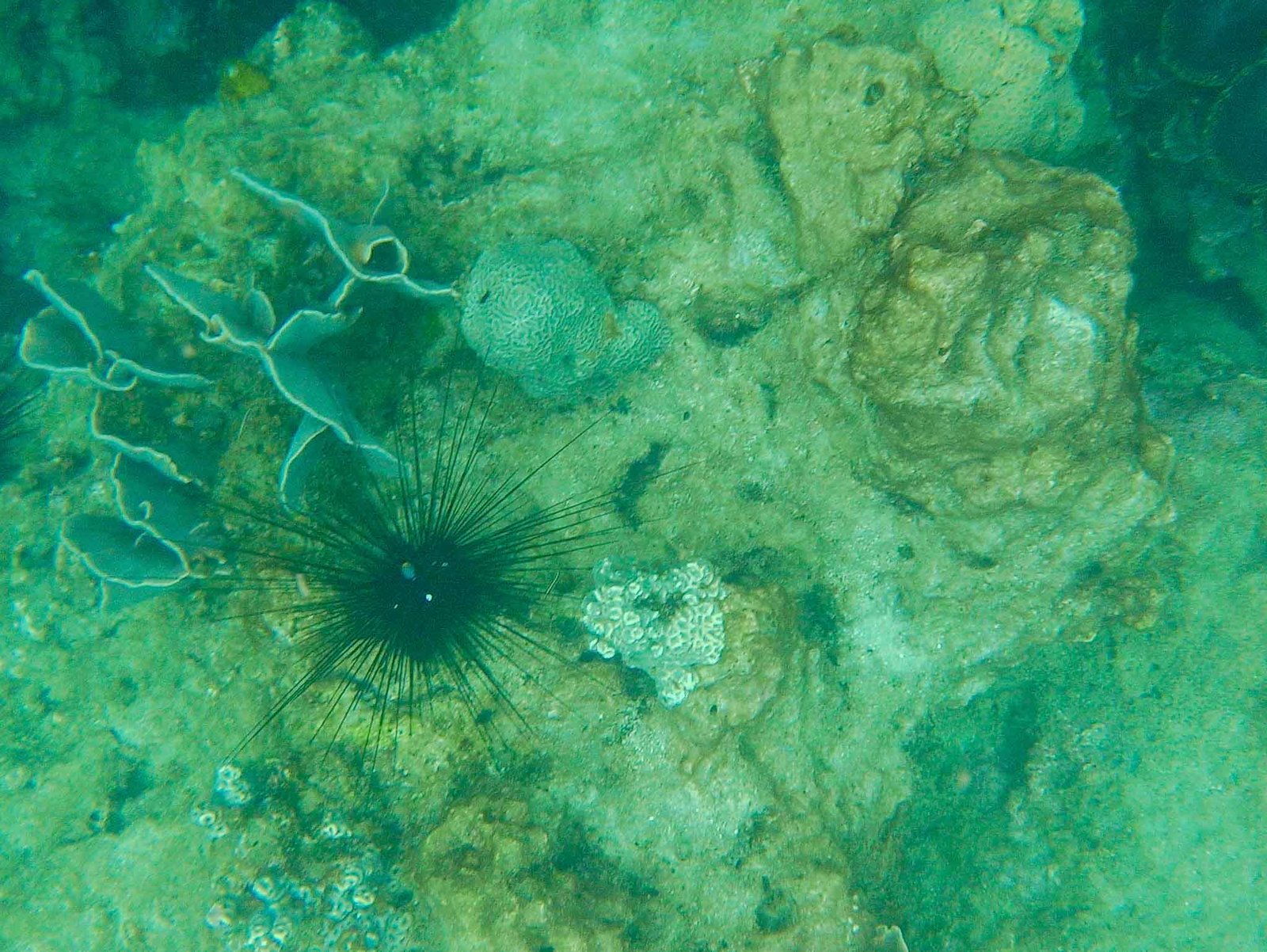 views while snorkeling