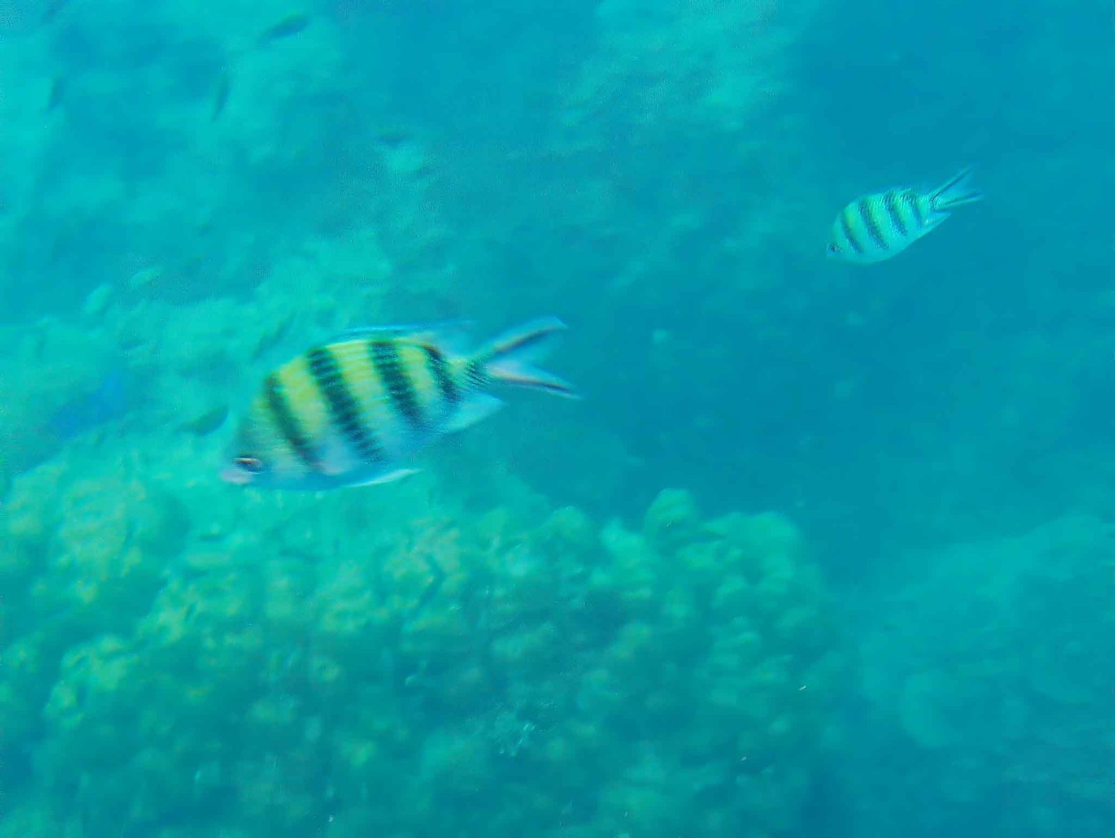 views while snorkeling