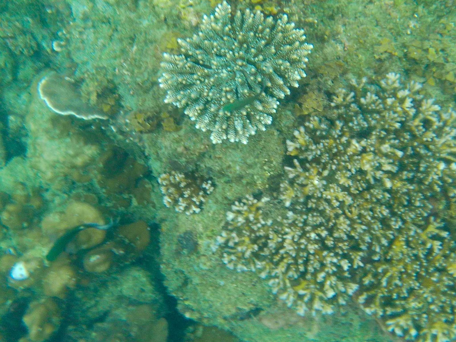 views while snorkeling