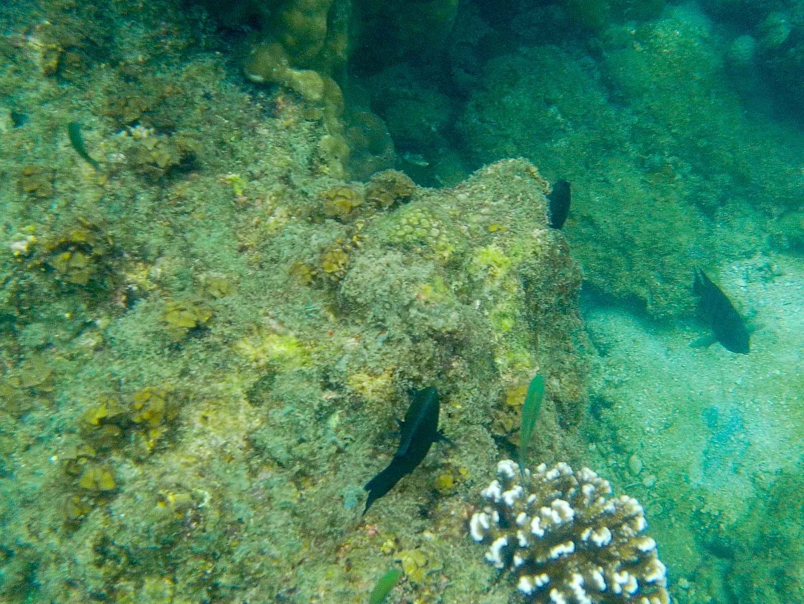 views while snorkeling
