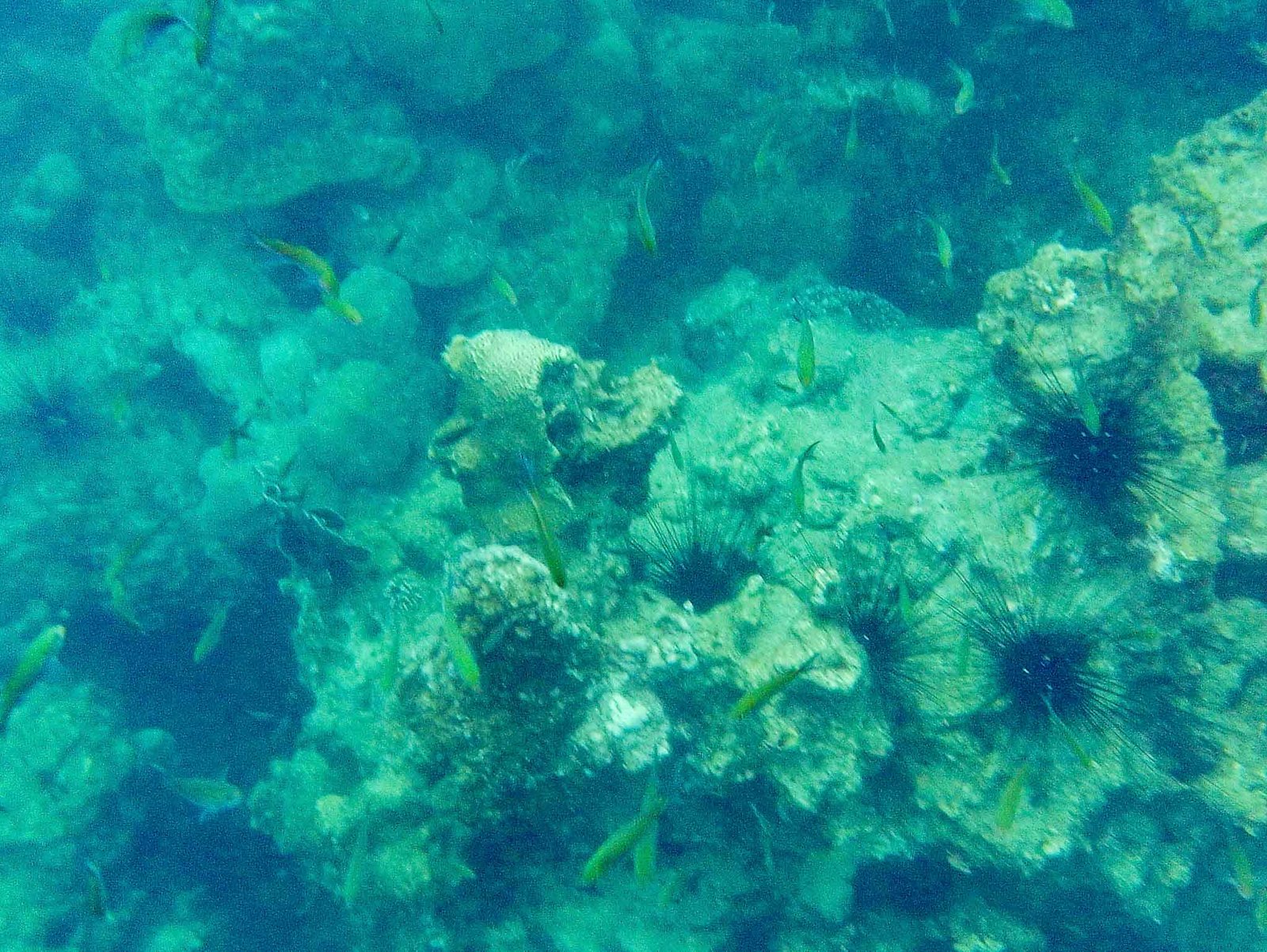 views while snorkeling