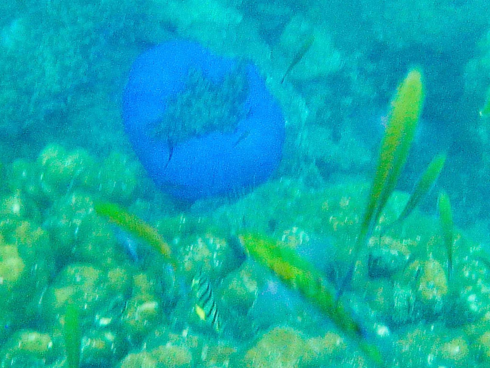 views while snorkeling