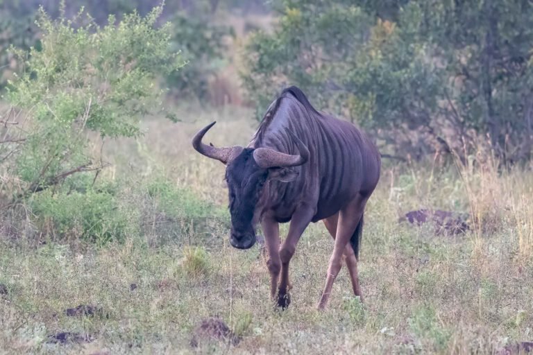 Wildebeaast