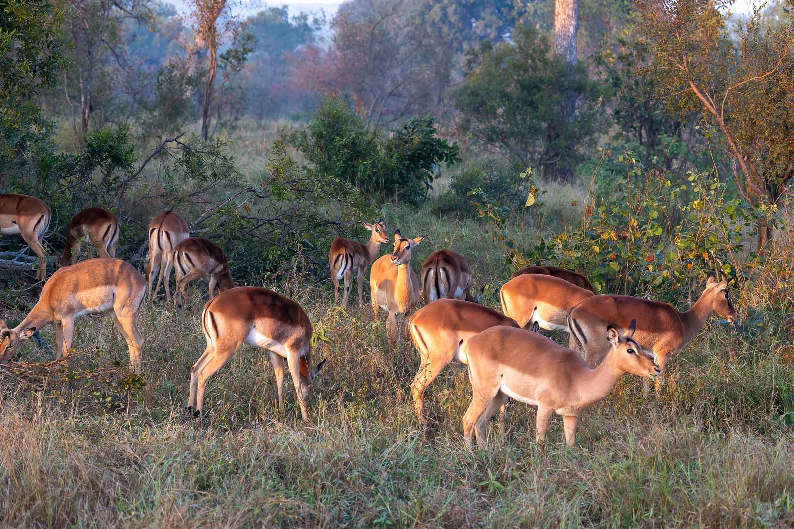 Impala
