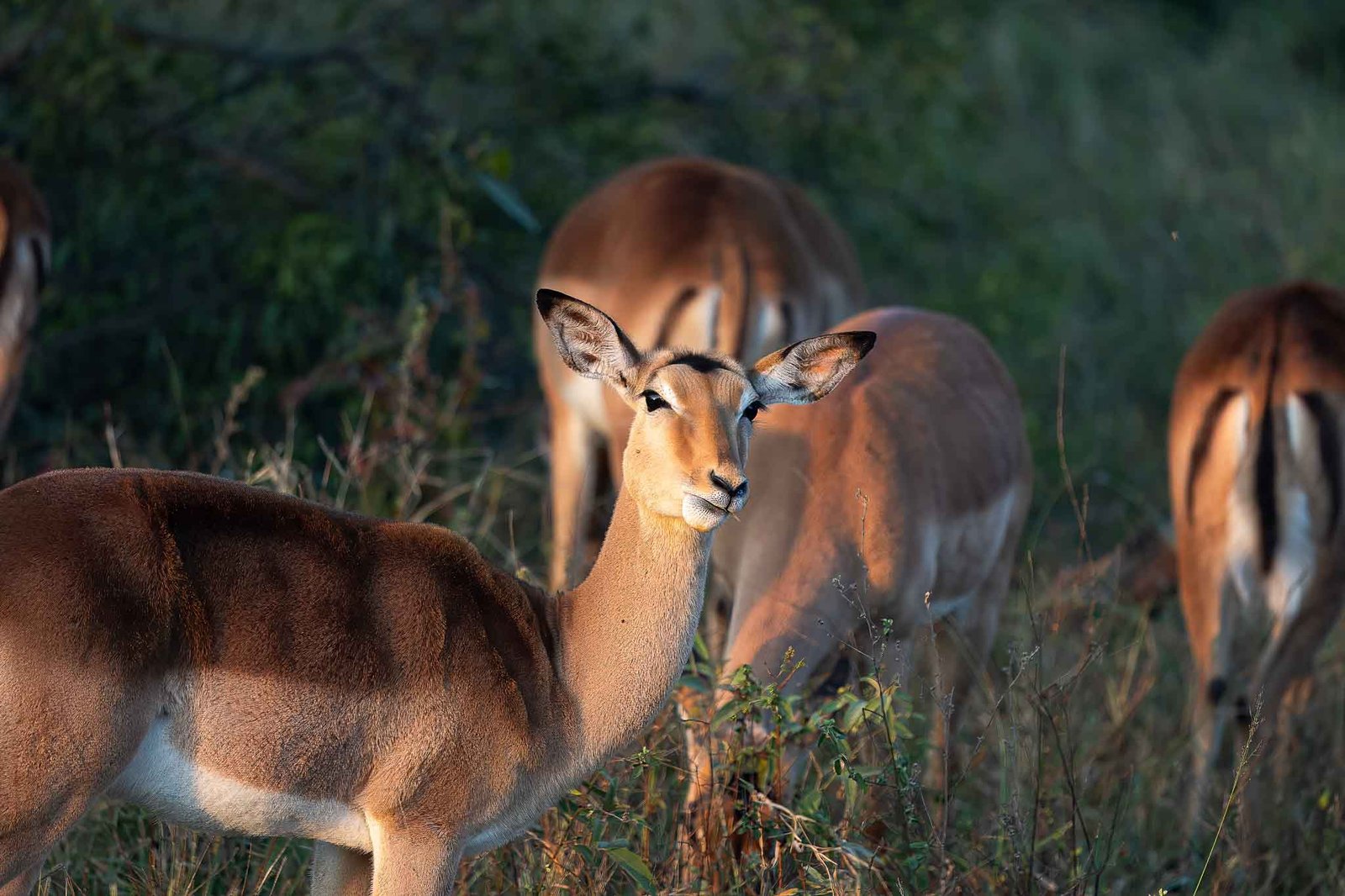 Impala
