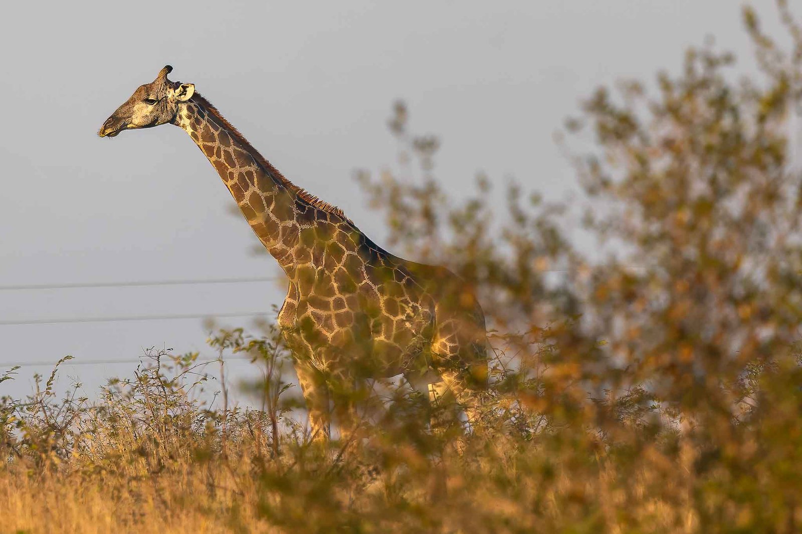 Giraffe
