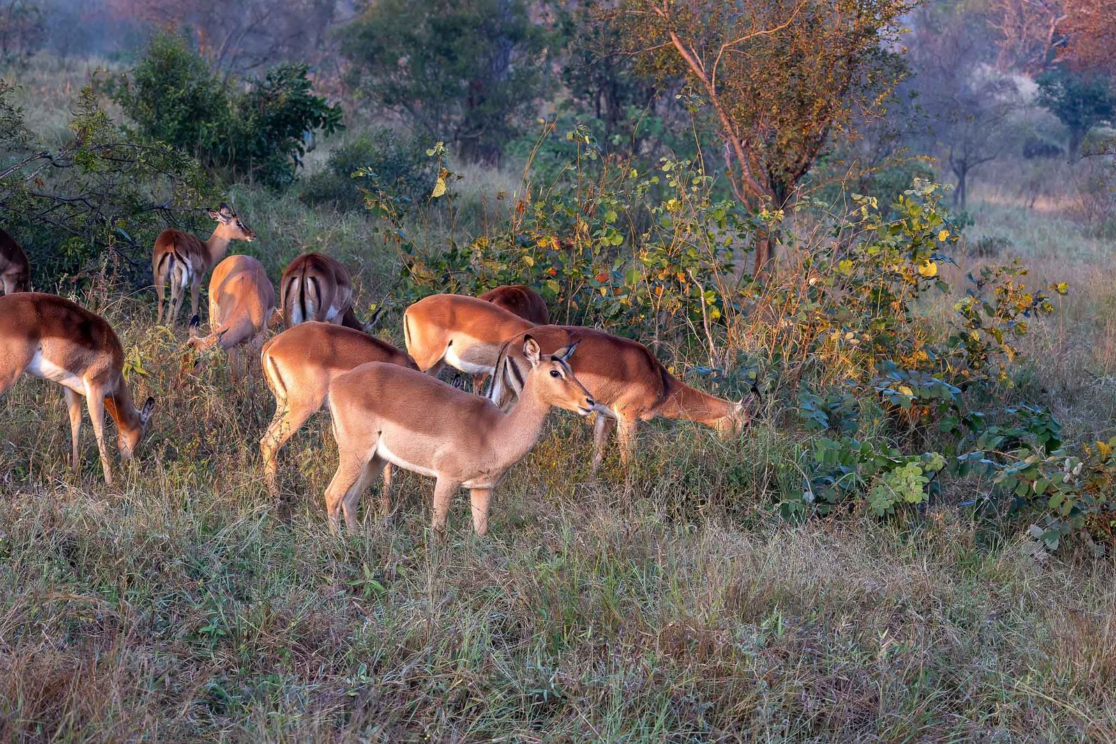 Impala