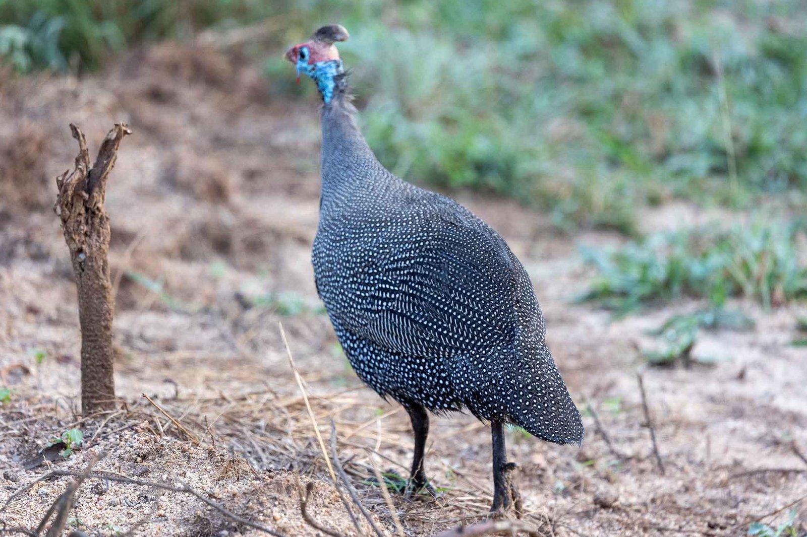Helmeted Guineafowl