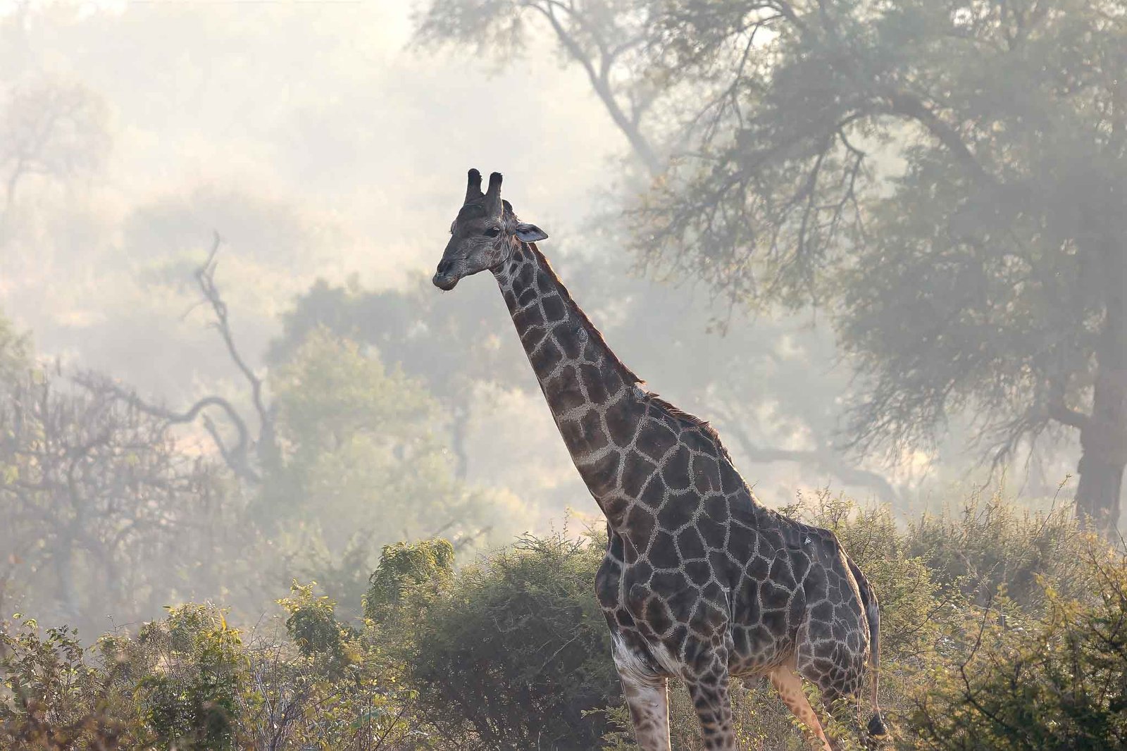 Giraffe
