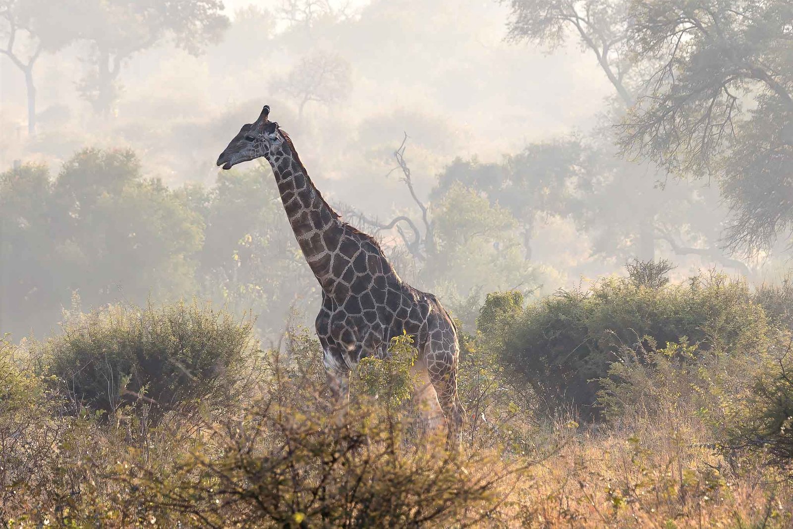 Giraffe